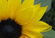 1st Aug 2015 - Sunflower.....
