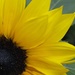 Sunflower..... by anne2013