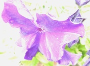 3rd Aug 2015 - petunia in purple....