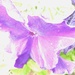 petunia in purple.... by quietpurplehaze