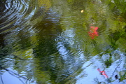 3rd Jul 2015 - Reflections in the lake, Magnolia Gardens, Charleston, SC