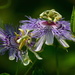 Passiflora incarnata, common name, passion flower, Magnolia Gardens, Charleston, SC by congaree