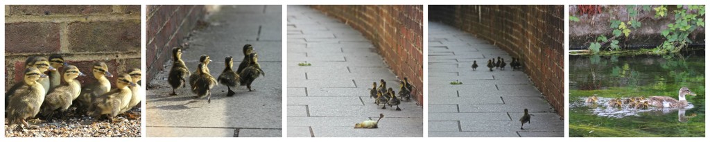 Duckling Antics by jamibann