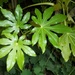 Fatsia leaves. by grace55