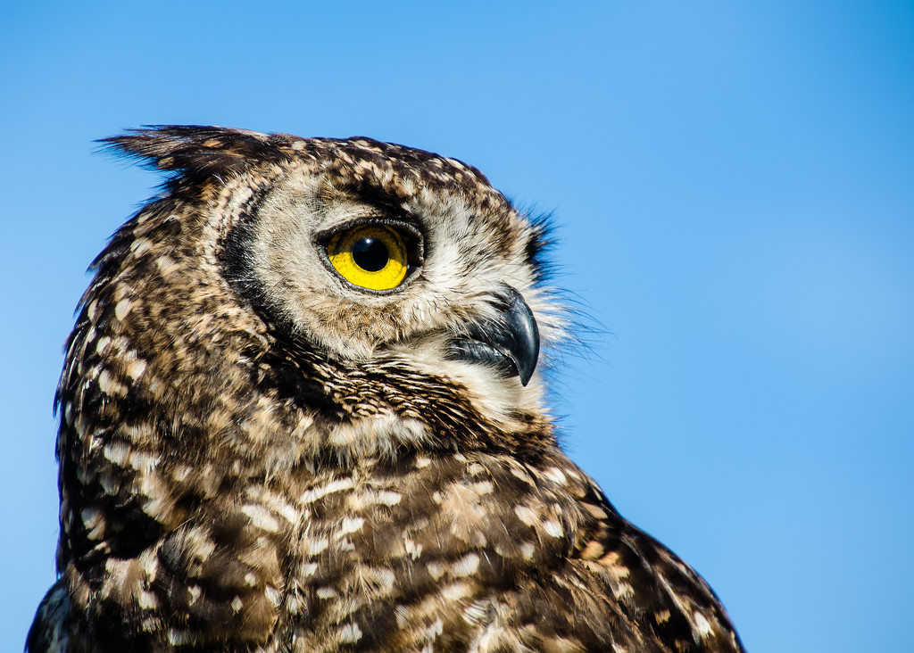 Spotted Eagle Owl by salza