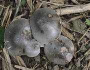 3rd Aug 2015 - Toadstools