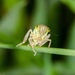 Leafhopper by barrowlane