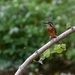 Kingfisher-best viewed on black. by padlock