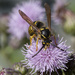 Head On Wasp by gardencat