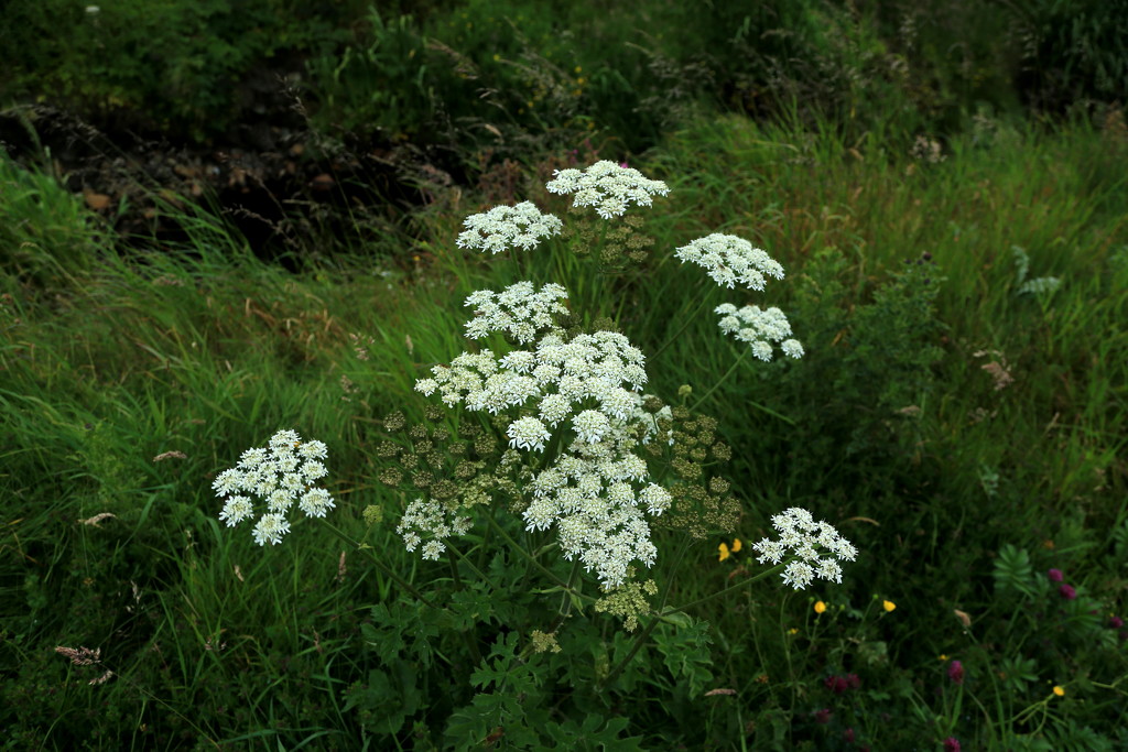 Cow Parsley by lifeat60degrees