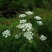 Cow Parsley by lifeat60degrees