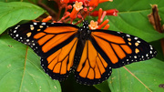 3rd Aug 2015 - Viceroy Butterfly ?