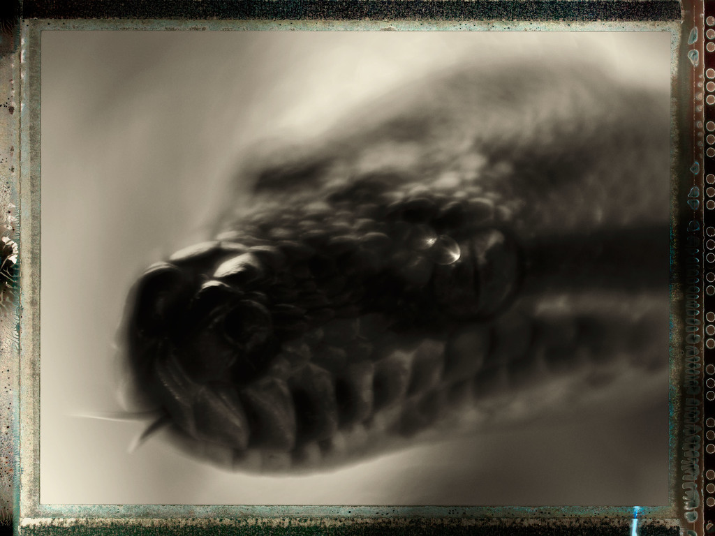python by annied