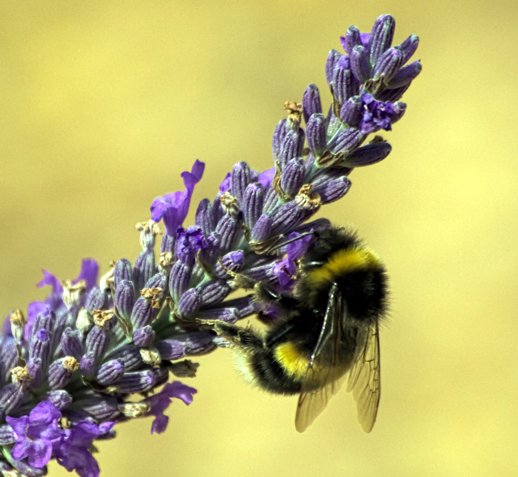 Bee on Lavender by phil_howcroft