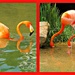Flamingos Love Their Watering Holes   by moviegal1