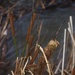 Cattail  by sugarmuser