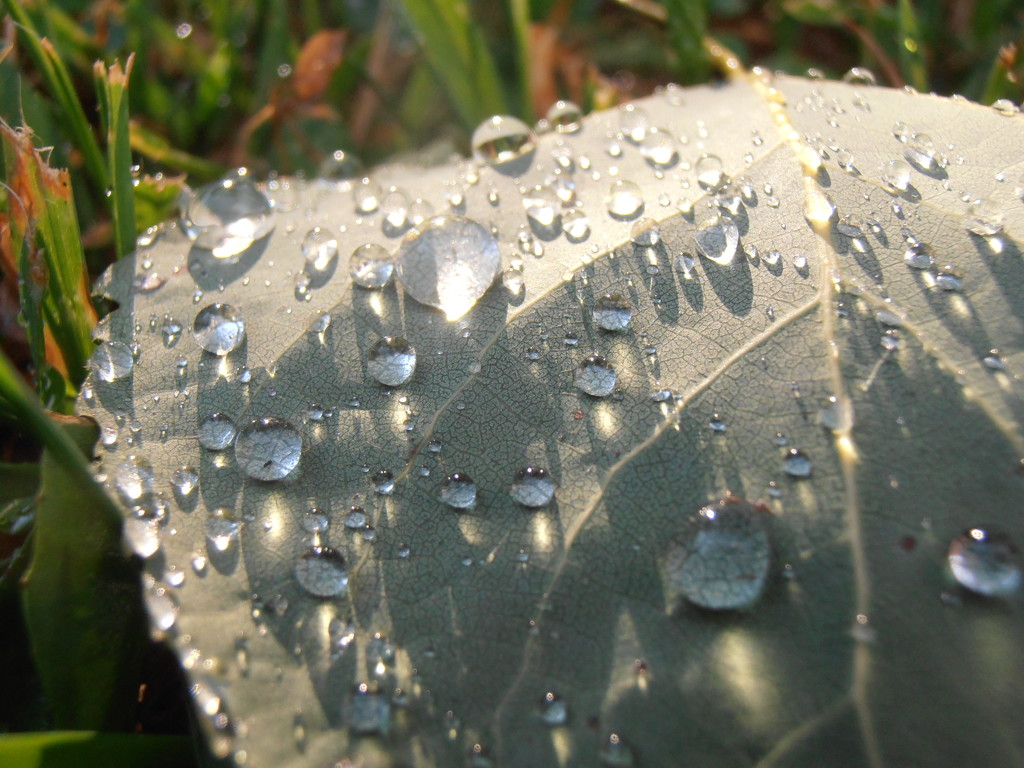 Raindrops by julie