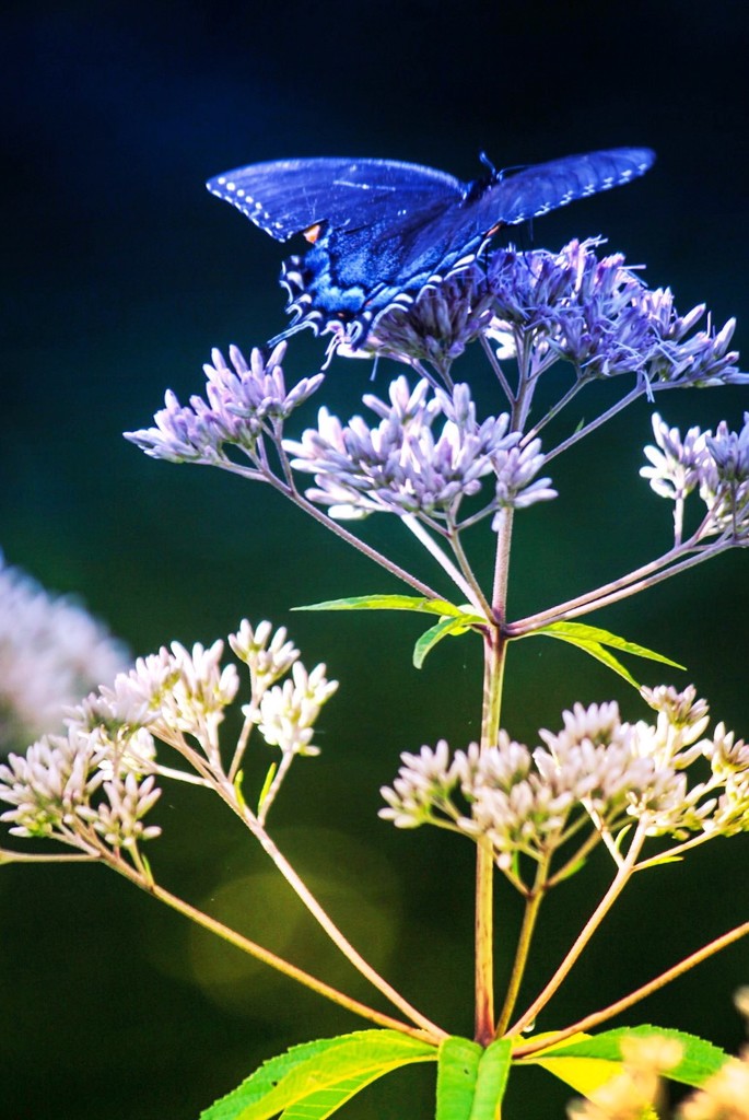 Blue Butterfly  by mzzhope