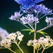 Blue Butterfly  by mzzhope