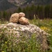 Rocks by lynne5477