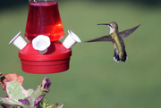 3rd Aug 2015 - Ruby-throated Hummingbird