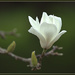 Magnolia by dide