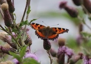 5th Aug 2015 - Tortoise shell Butterfly