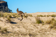 4th Aug 2015 - Skippy the Beach Kangaroo