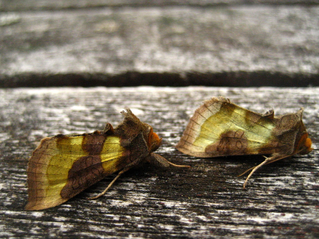 Burnished brass  by steveandkerry