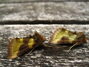 4th Aug 2015 - Burnished brass 