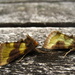 Burnished brass  by steveandkerry