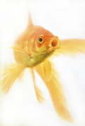 4th Aug 2015 - Goldfish