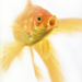 Goldfish by helenw2