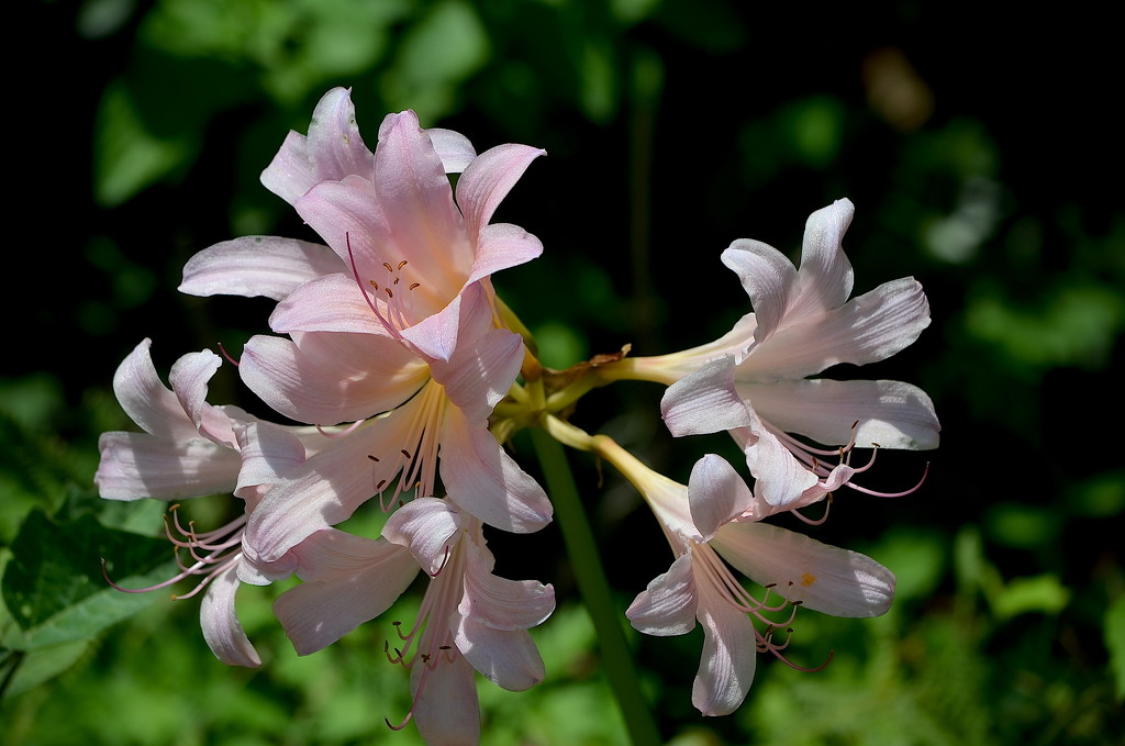 Magnolia Gardens, Charleston, SC by congaree