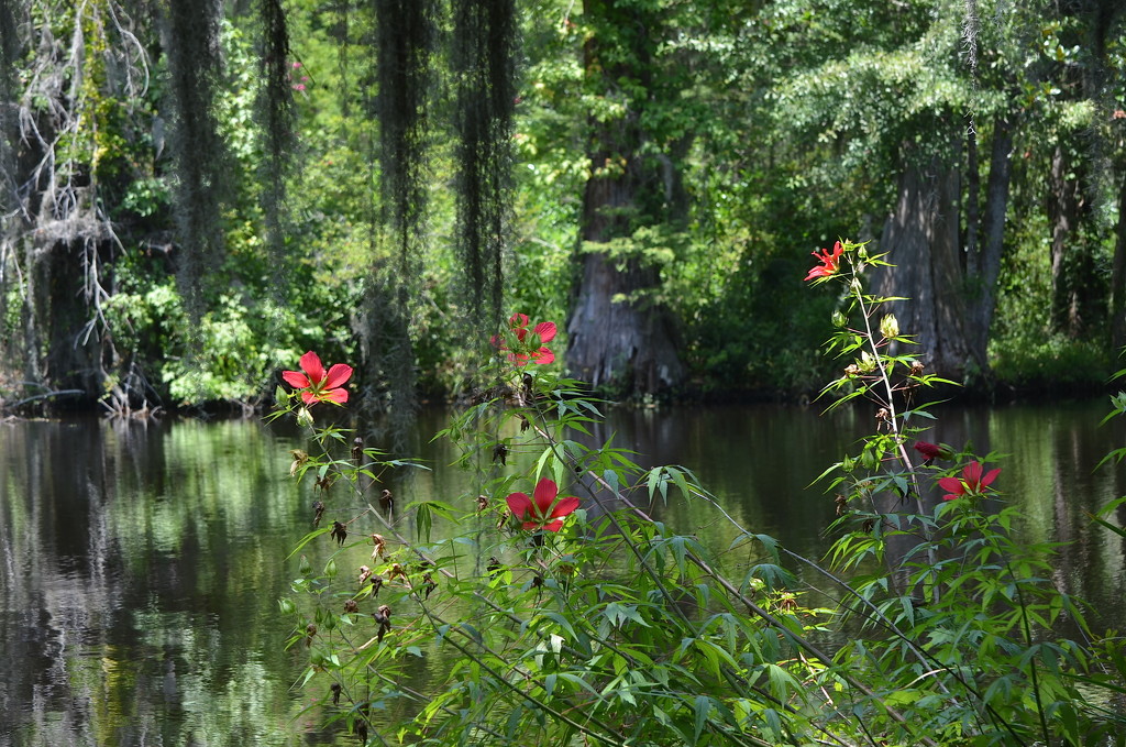 Scarlet hibiscus, Magnolia Gardens, Charleston, SC by congaree