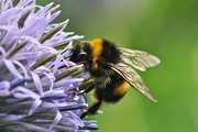 3rd Aug 2015 - BUSY BEE