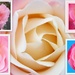Rishton roses. by grace55