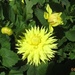 Yellow dahlia by g3xbm
