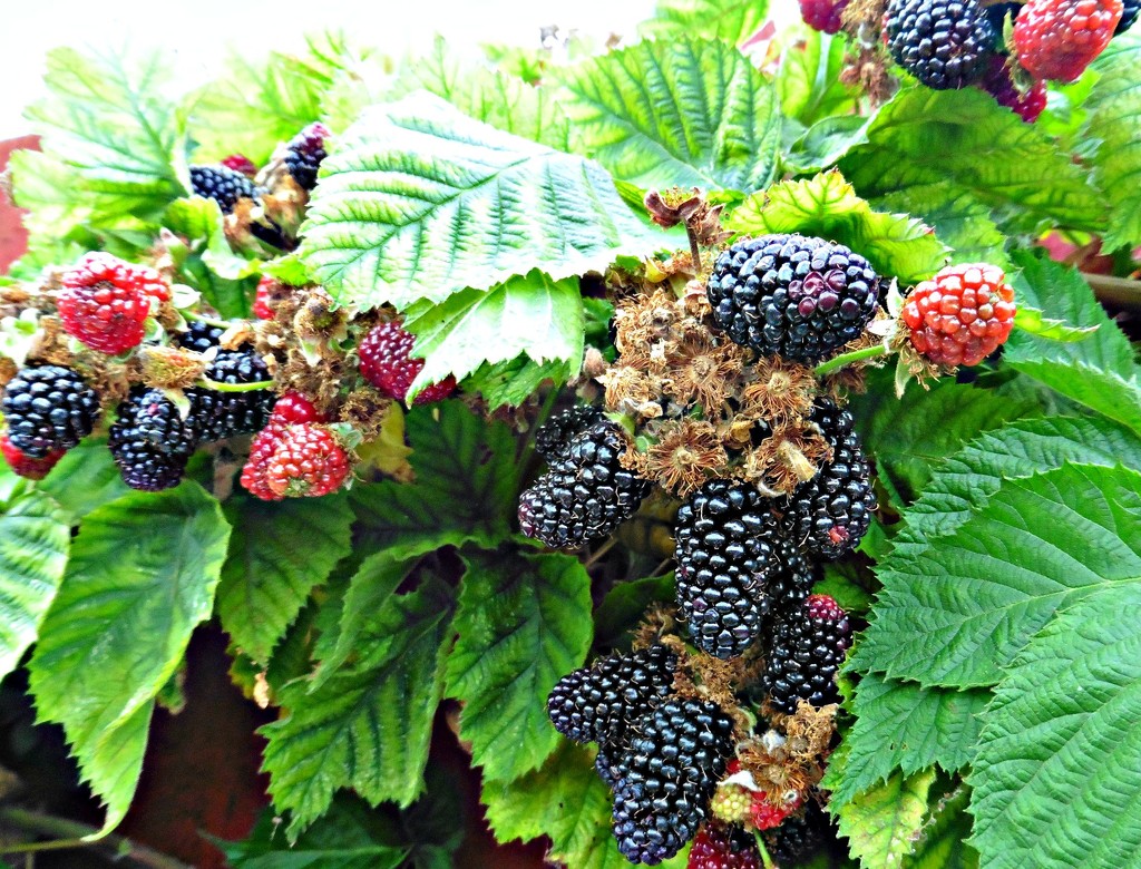 Blackberries. by wendyfrost