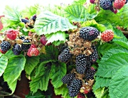 4th Aug 2015 - Blackberries.