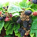 Blackberries. by wendyfrost