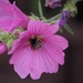 1 August 2015 Bee on Lavatera by lavenderhouse