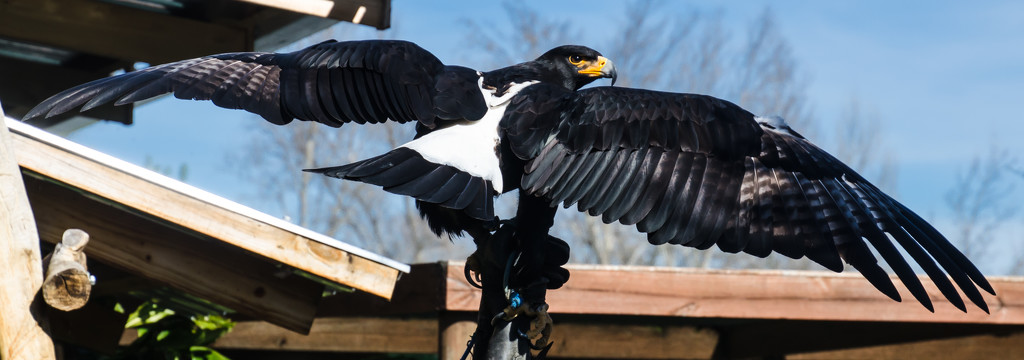 Verreaux's Eagle by salza