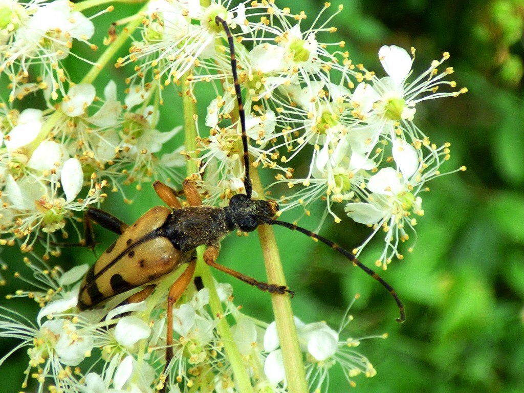 Black & Yellow Longhorn Beetle (Rutpela maculata) by julienne1