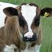Calf by shirleybankfarm