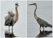 4th Aug 2015 - Great Blue Heron before and after