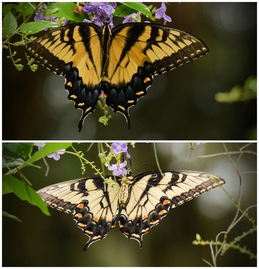 Butterfly collage, top, then bottom by rickster549