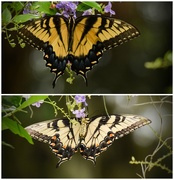 4th Aug 2015 - Butterfly collage, top, then bottom