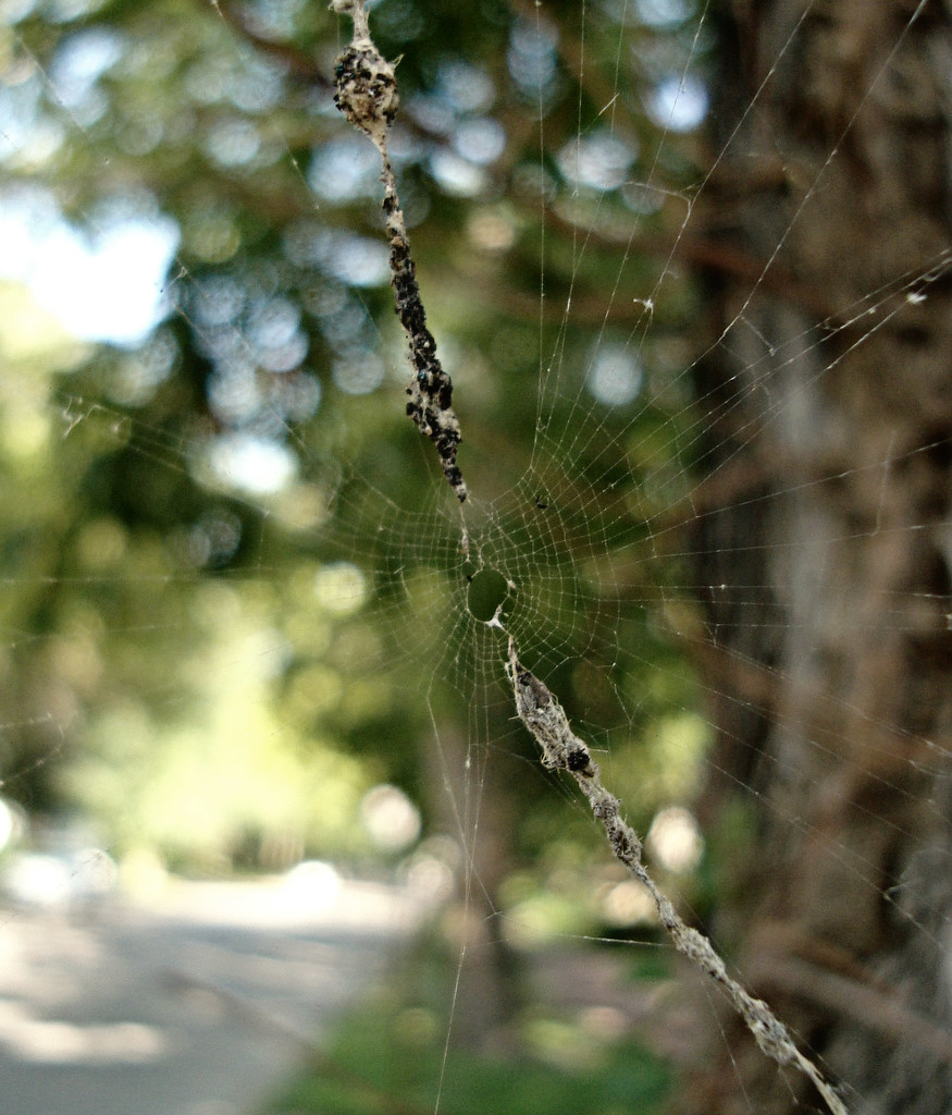 Web by mcsiegle