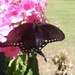 Butterfly by julie